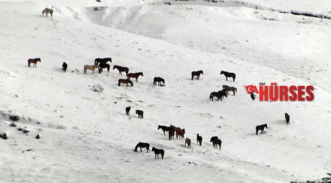 Karlı dağlarda yiyecek arayan yılkı atları görüntülendi