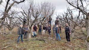 Karyağdı armudu ağaçlarına özel budama