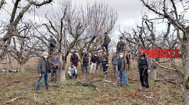 Karyağdı armudu ağaçlarına özel budama