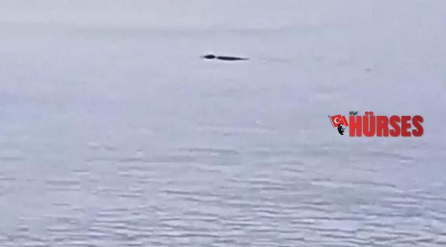 Konyaaltı Sahili'nde fok balığı heyecanı