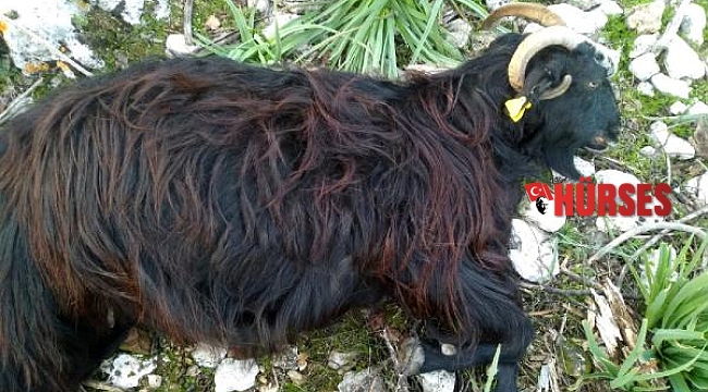 Kurtlar sürülere saldırıp 5 keçiyi parçaladı, 8'ini kaçırdı