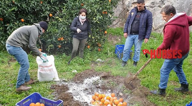 Narenciyede biyolojik mücadele başlıyor
