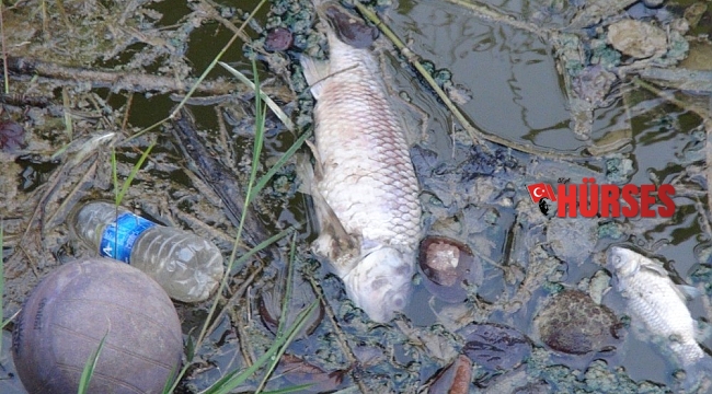 Sulama kanalında balık ölümleri endişelendiriyor