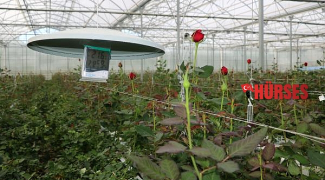 Termal serada yetişen kesme güle Sevgililer Günü ilgisi