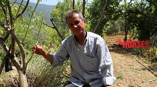 Yakınlarının kayıp ihbarı yaptığı adam, zeytin ağacında asılı halde bulundu