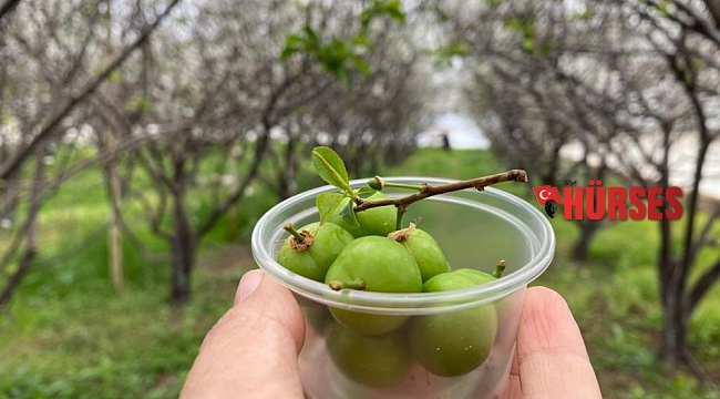 100 gram erik ağacında 100 TL'den satışa sunuldu