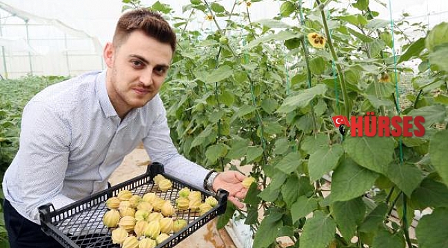 Altın çileğin 100 gramı 15 TL