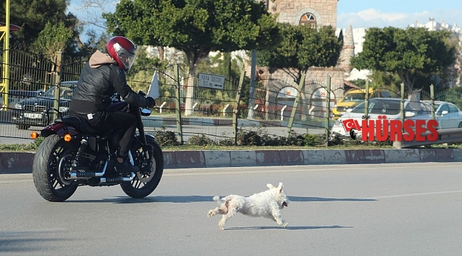Antalya'da sahibini kaybeden köpek trafiği birbirine kattı