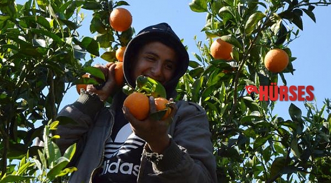 Antalya'da 'yaz portakalı' hasadı başladı