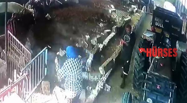 Aşı yapılacak büyükbaş hayvanlar, duvarı yıktı