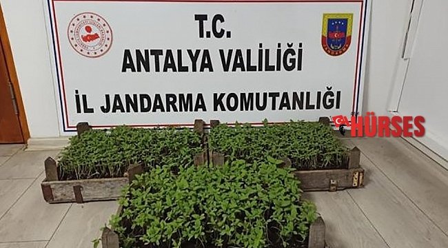 Bakla tarlasında bin 569 kök kenevir ele geçirildi