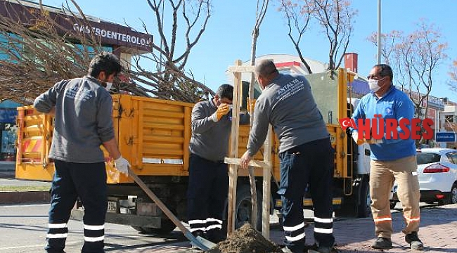 Büyükşehir caddeleri ağaçlandırıyor