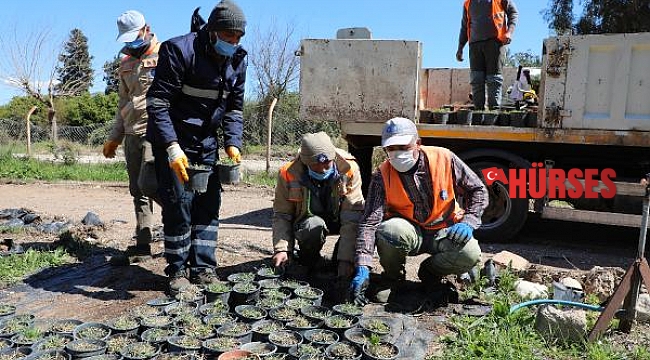 Büyükşehir, kuraklığa dayanıklı çim üretti