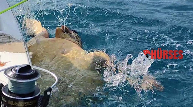 Caretta Caretta'yı balıkçılar kurtarıp denize bıraktı