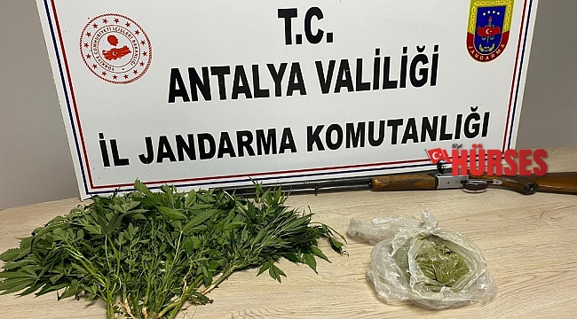 Domates serasında toz esrar ve kenevir bitkisi ele geçirildi