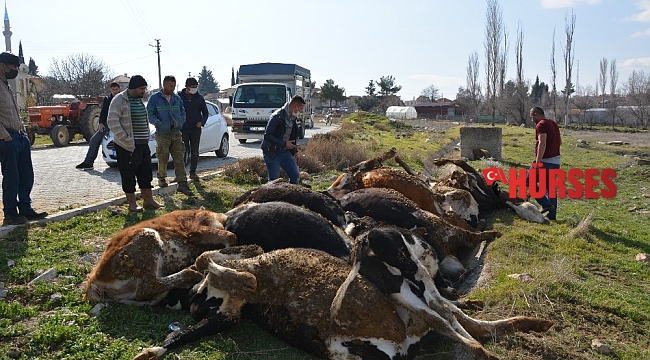 Elektrik akımına kapılan 9 büyükbaş hayvan telef oldu