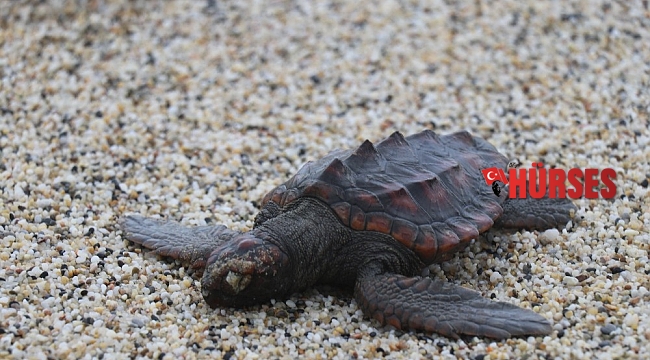 Fırtınada caretta carettalar sahile vurdu
