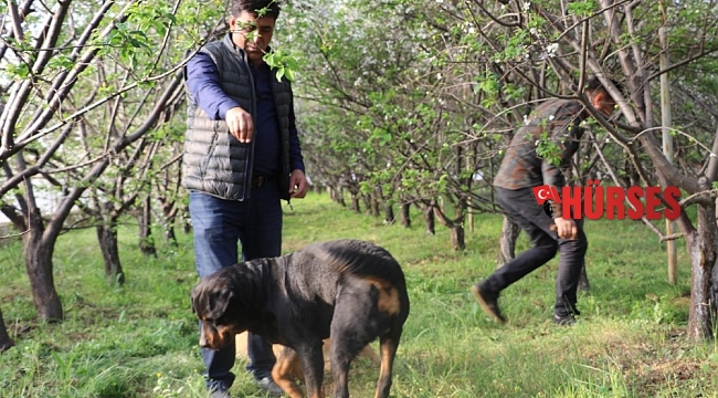 Fiyatı altınla yarışan erik, hırsızların hedefi oldu