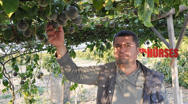 Gazipaşa'da üretilen passifloranın kilosu bahçede 75 lira