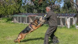 Irk köpeklere VIP eğitim