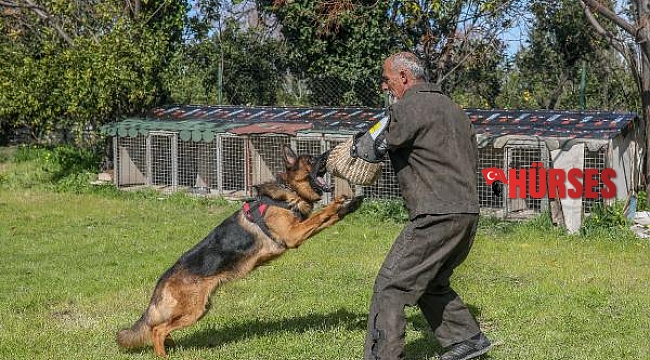Irk köpeklere VIP eğitim