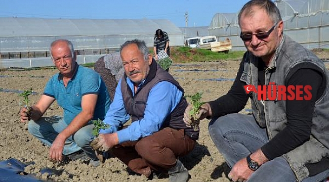 Karpuz üreticileri yeni dikimleri yaptı
