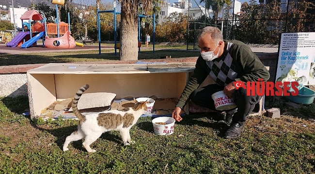 Kemer'de bir ayda 27 sokak hayvanı sahiplendirildi