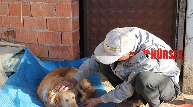 Köpeğinin vurulduğunu veterinere götürünce anladı