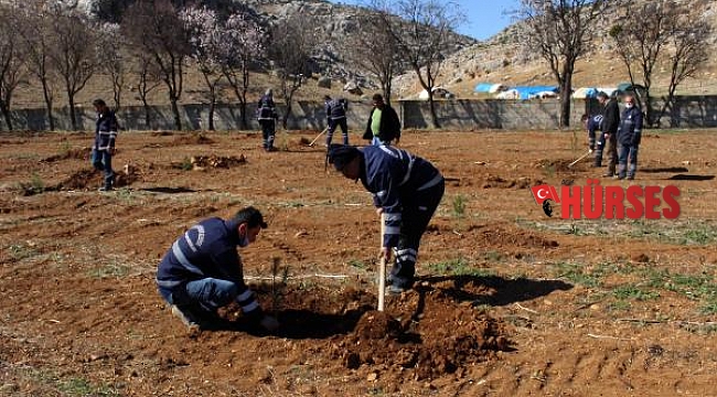 Korkuteli'nde mezarlıklara fidan dikildi