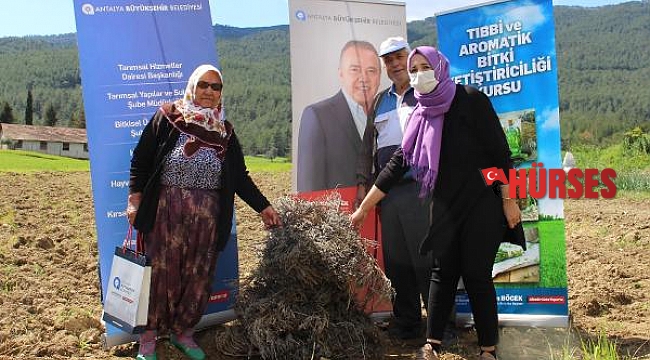 Manavgat'ta 3 bin lavanta fidesi dağıtıldı