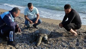 Sahile ölü Nil kaplumbağası vurdu