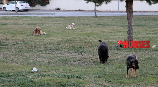 Sokak köpeklerini zehirleyenlerin bulunması için para ödülü koydu