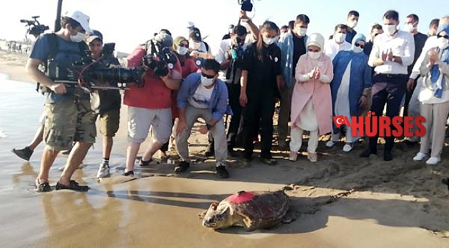 Uydu takip cihazlı 12 Caretta caretta'dan 9'u Türkiye'de kaldı