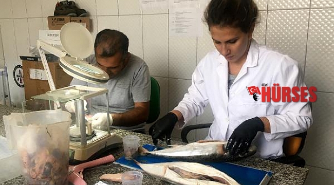 Zehriyle öldüren balon balığında korkutan tespitler