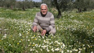 Zeytinpark'ta baharın müjdecisi papatyalar açtı