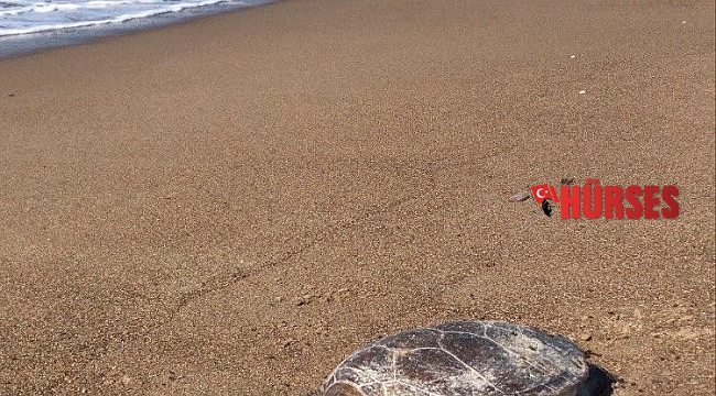 Antalya'da caretta caretta ölüsü sahile vurdu
