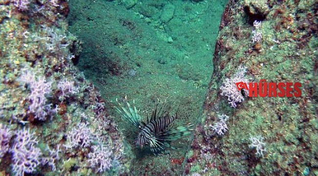 Aslan balıkları falezlerin habitatını değiştirdi