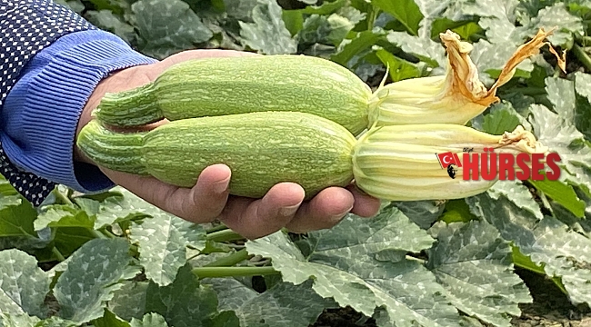 Avrupa'nın mini kabağı Aksu'dan gidiyor