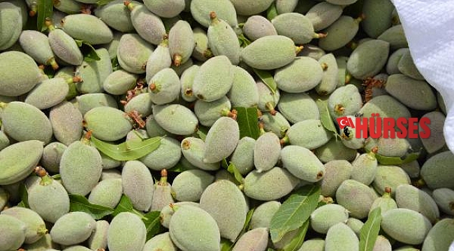 Avrupa'ya çağla, Döşemealtı'ndan