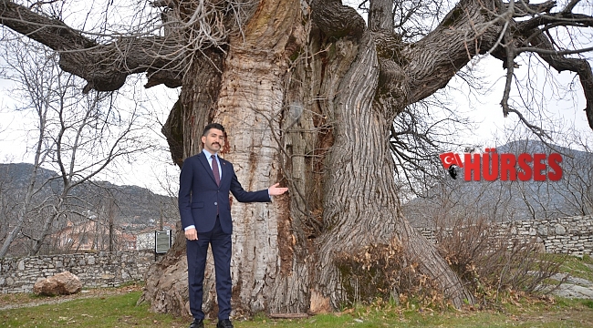 Bin 100 yıllık tescilli kestane ağacı tarihe tanıklık ediyor