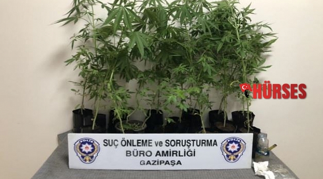 Gazipaşa'da polisten Hint keneviri operasyonu