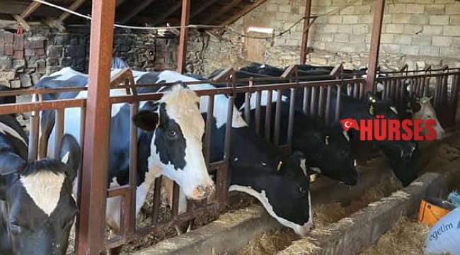 Hayvanları telef olan yetiştiriciye yardım eli