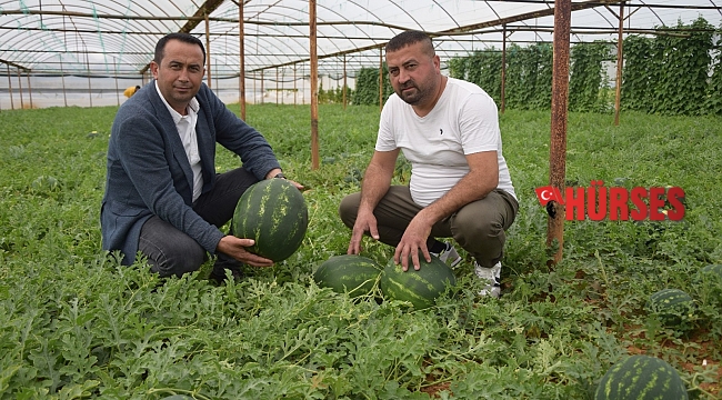 Karpuz üreticinin yüzünü güldürdü