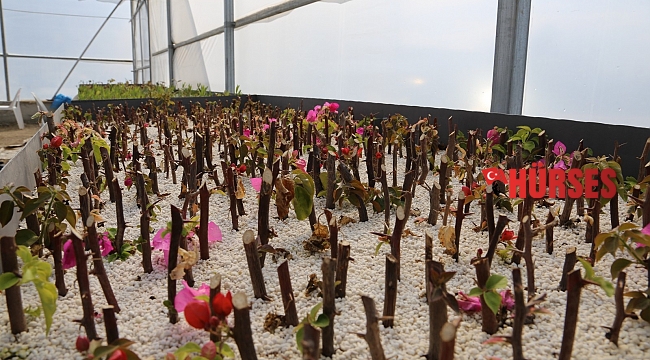 Kaş'a 100 bin adet çiçek dikilecek