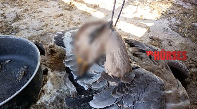 Kazını kümeste asılı buldu, komşusunu suçladı