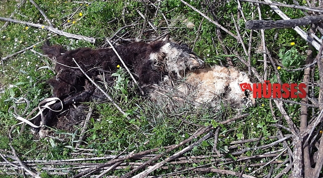 Kokuya giden çoban, vahşeti ortaya çıkardı