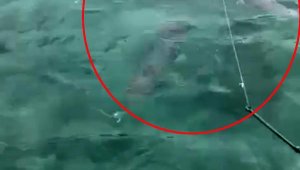 Lara sahilinde zehirli balon balığı sürüsü görüntülendi