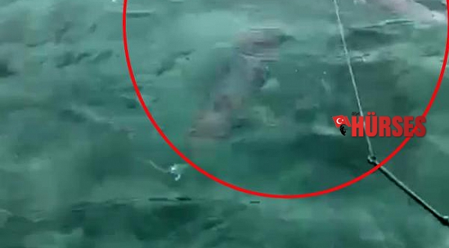 Lara sahilinde zehirli balon balığı sürüsü görüntülendi