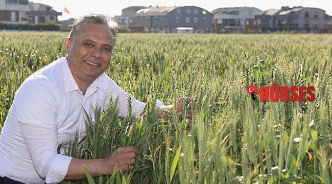 Muratpaşa'da buğdaylar başak verdi