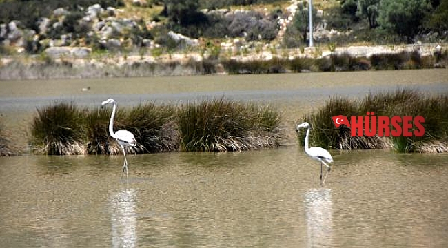 Noel Baba Kuş Cenneti'nde bu yıl 2 flamingo ayrılmadı